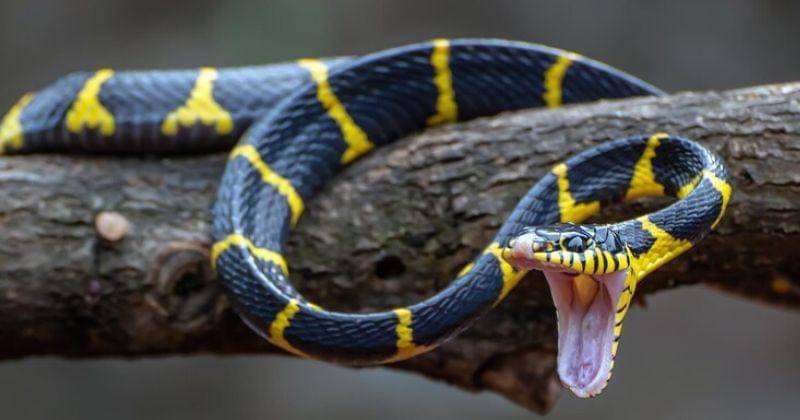 Freepik/kuritafsheen77